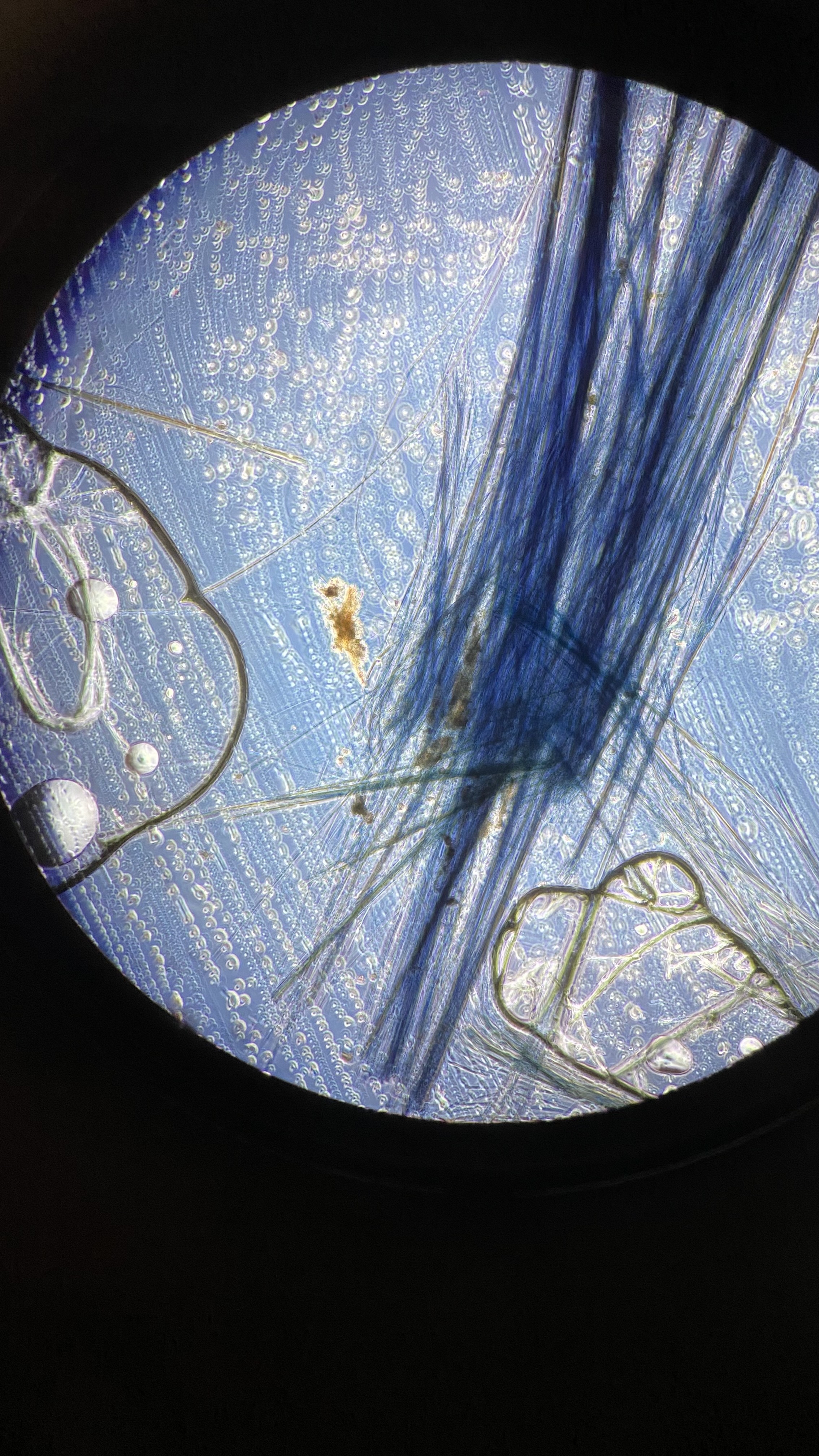 Krokidolit (blå asbest) i skiva.